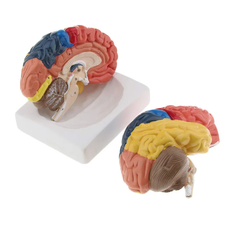 Medical Lab And Science - ขนาดชีวิตกายวิภาคของมนุษย์รุ่นสมองAnatomy Medicalรุ่น1:1 Hersenen Brainstem Medische Onderwijsอุปกรณ์Lab