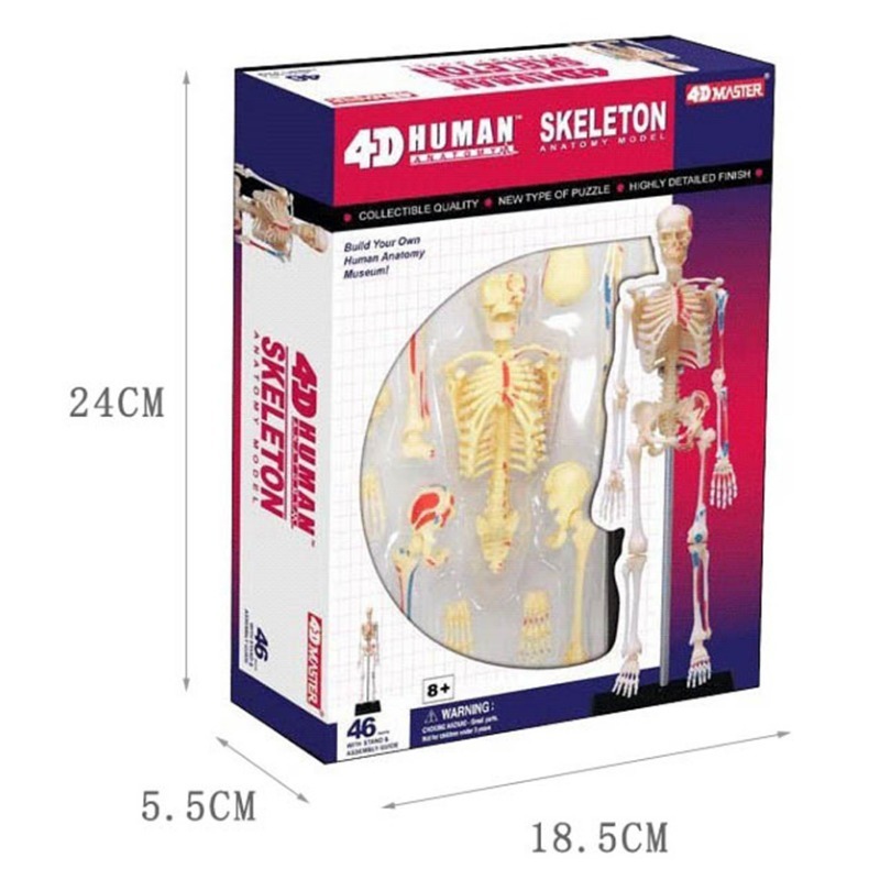 Medical Lab And Science - 4D Master Human Skeleton Anatomy ปริศนาประกอบของเล่นการสอนการแพทย์