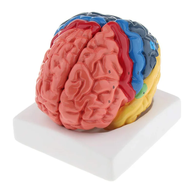 ขนาดชีวิตกายวิภาคของมนุษย์รุ่น - Medical Lab And Science บทวิจารณ์และราคา