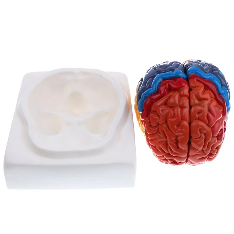 ขนาดชีวิตกายวิภาคของมนุษย์รุ่น - Medical Lab And Science บทวิจารณ์และราคา