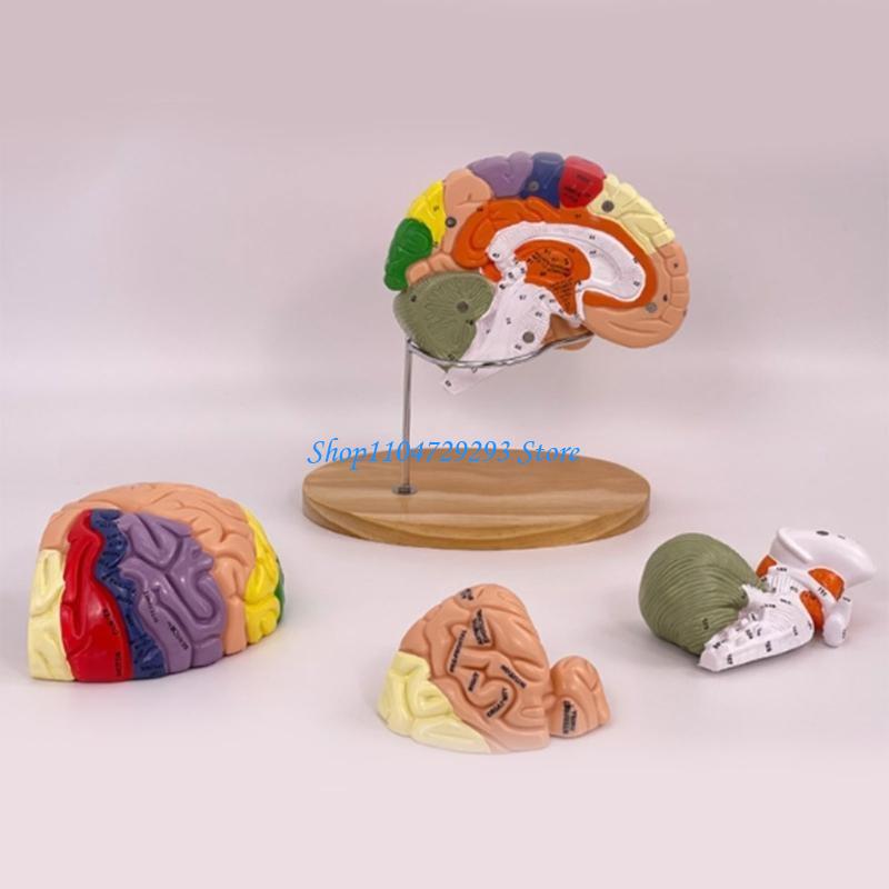 Y2GD สมอง Anatomy อวัยวะการสอน - Medical Lab And Science บทวิจารณ์และราคา