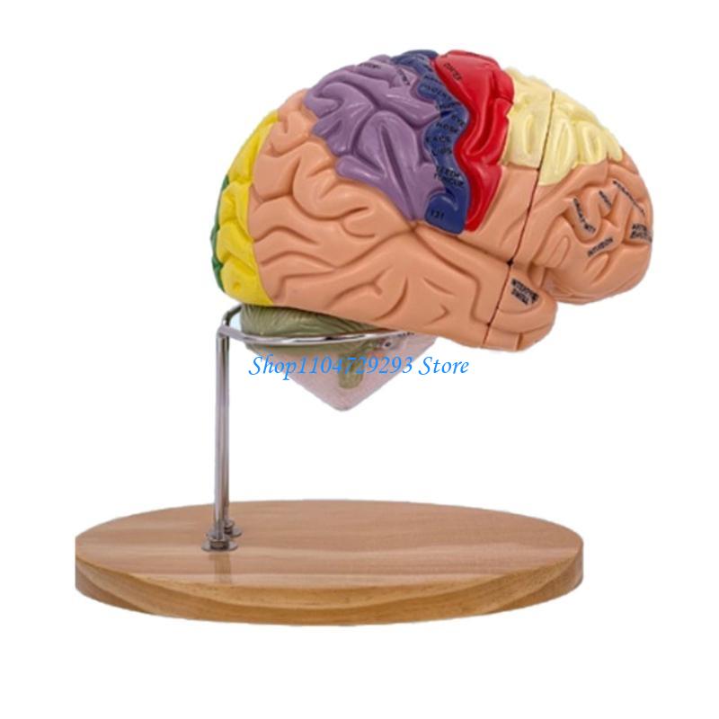Y2GD สมอง Anatomy อวัยวะการสอน - Medical Lab And Science บทวิจารณ์และราคา