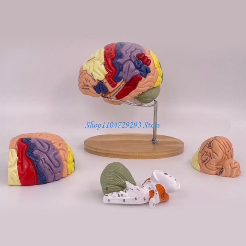 Y2GD สมอง Anatomy อวัยวะการสอน - Medical Lab And Science บทวิจารณ์และราคา