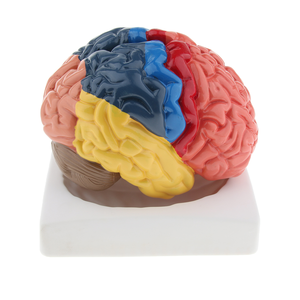แบบจำลองสมองที่สมจริงแบบจำลองท - Medical Lab And Science บทวิจารณ์และราคา
