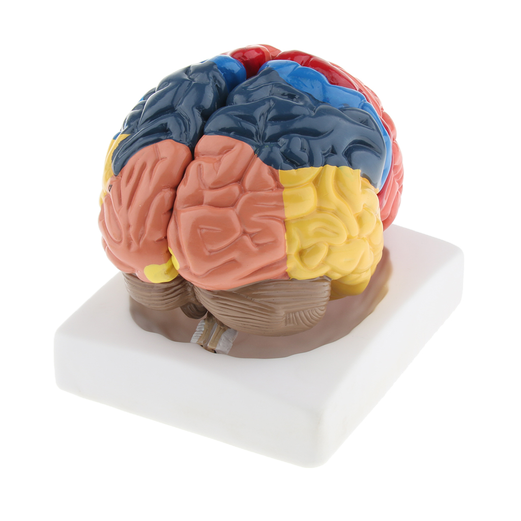 แบบจำลองสมองที่สมจริงแบบจำลองท - Medical Lab And Science บทวิจารณ์และราคา