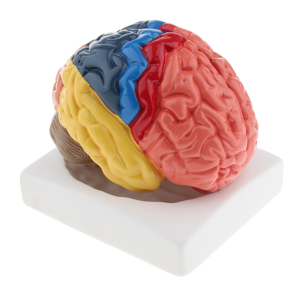แบบจำลองสมองที่สมจริงแบบจำลองท - Medical Lab And Science บทวิจารณ์และราคา