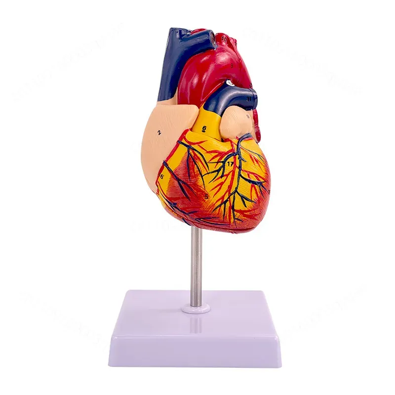 แบบจำลองกายวิภาคหัวใจมนุษย์ 1: - Medical Lab Ultrasound บทวิจารณ์และราคา