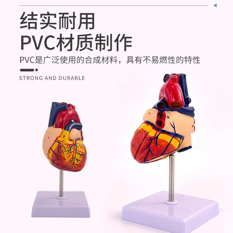 แบบจำลองกายวิภาคหัวใจมนุษย์ 1: - Medical Lab Ultrasound บทวิจารณ์และราคา
