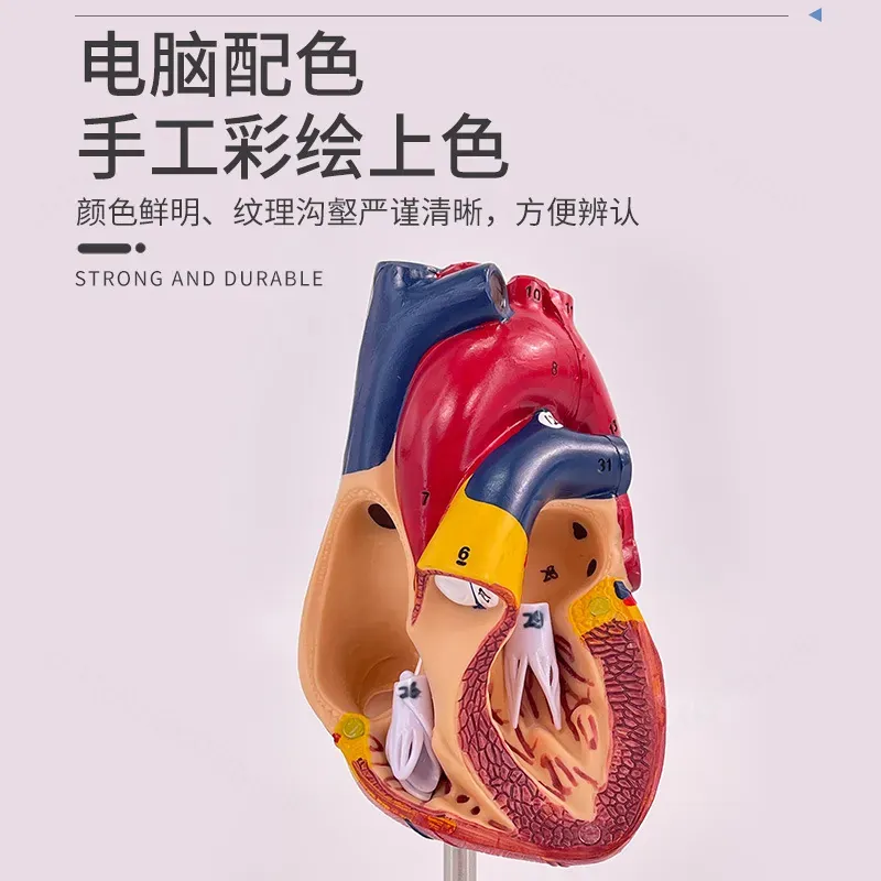 แบบจำลองกายวิภาคหัวใจมนุษย์ 1: - Medical Lab Ultrasound บทวิจารณ์และราคา