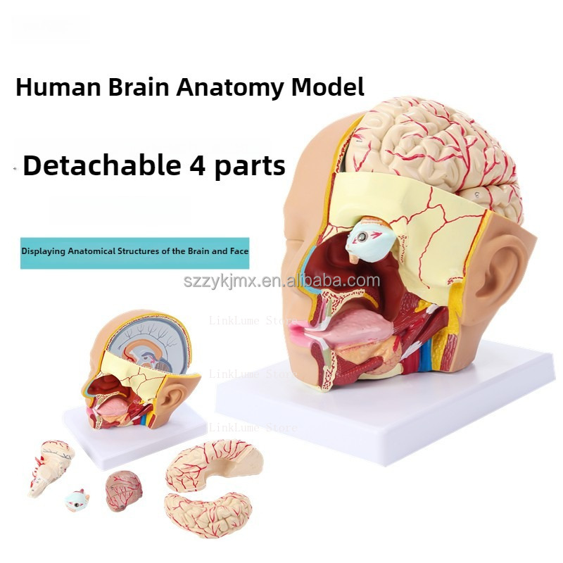แบบจำลองกายวิภาคศาสตร์ศีรษะมนุ - Medical Lab And Science บทวิจารณ์และราคา