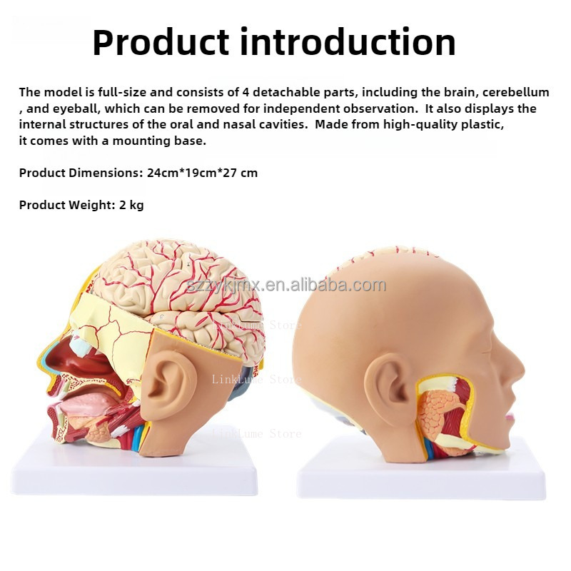 แบบจำลองกายวิภาคศาสตร์ศีรษะมนุ - Medical Lab And Science บทวิจารณ์และราคา