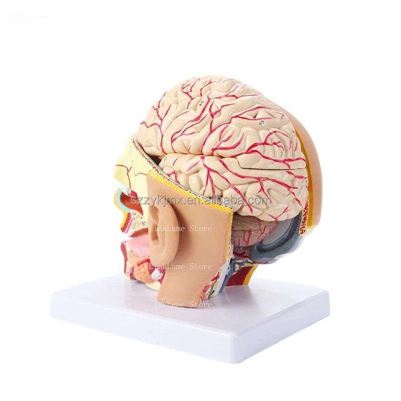 แบบจำลองกายวิภาคศาสตร์ศีรษะมนุ - Medical Lab And Science บทวิจารณ์และราคา