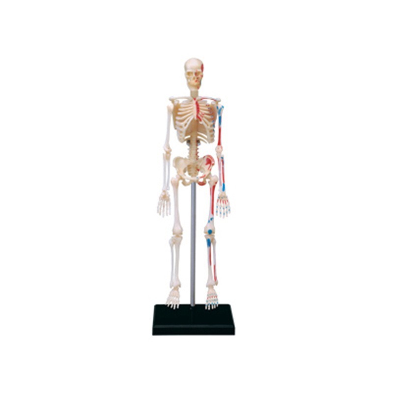 4D Master Human Skeleton Anato - Medical Lab And Science บทวิจารณ์และราคา