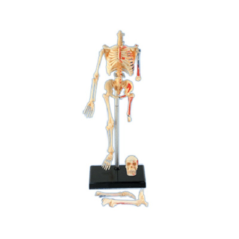 4D Master Human Skeleton Anato - Medical Lab And Science บทวิจารณ์และราคา
