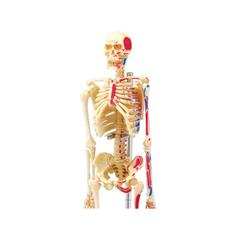 4D Master Human Skeleton Anato - Medical Lab And Science บทวิจารณ์และราคา
